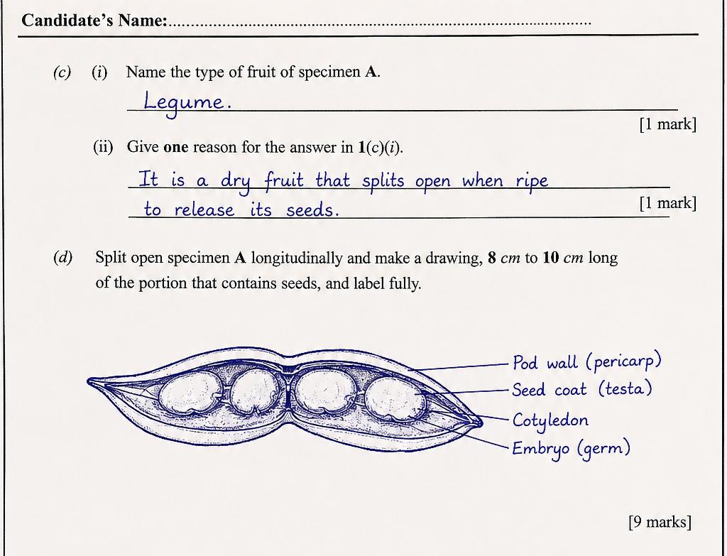 Waec Biology Practical Question Answers