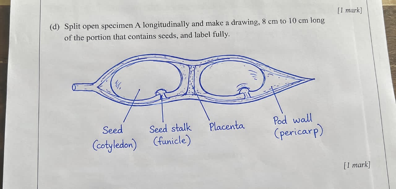 Waec Biology Practical Question Answers