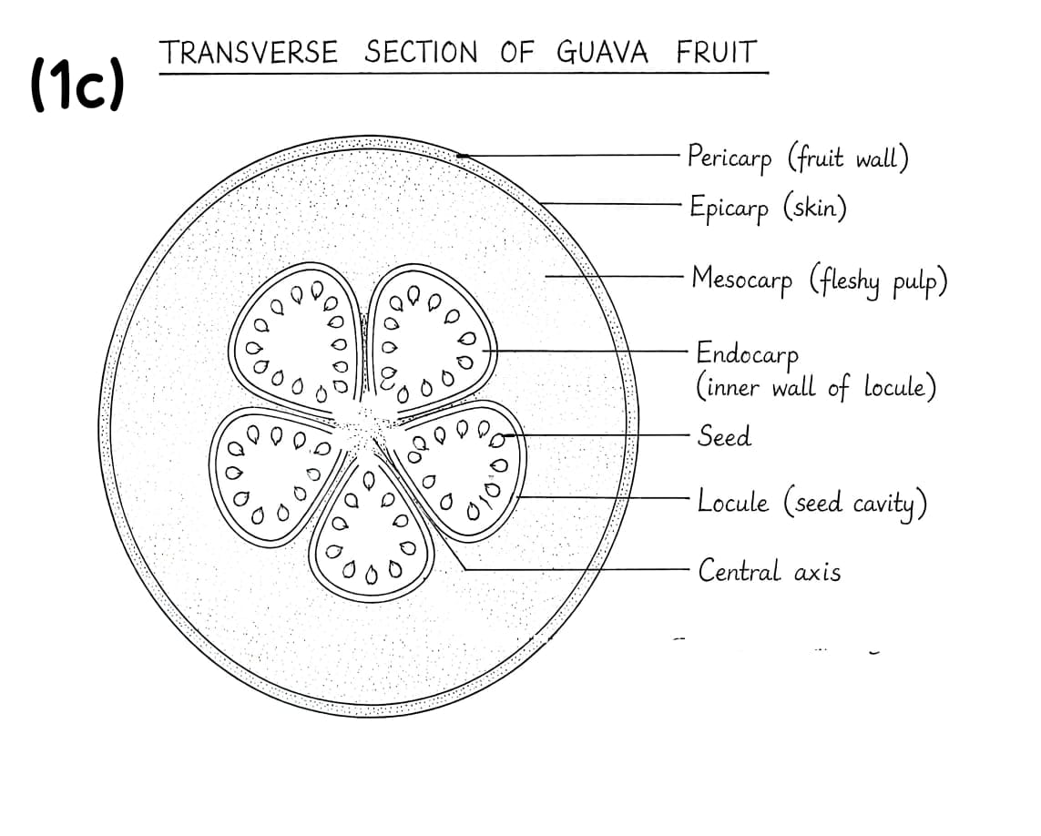 Neco 2026 Biology Practical Answers